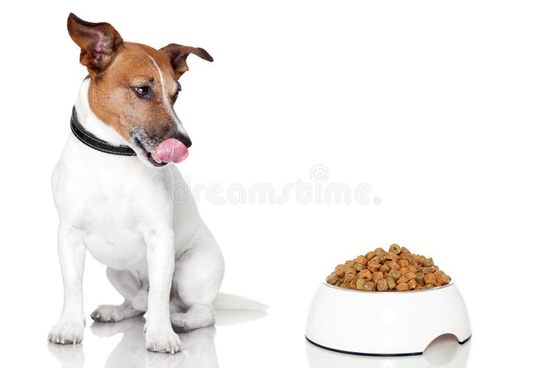 Dog bowl hungry meal eating. Dog bowl hungry meal eating