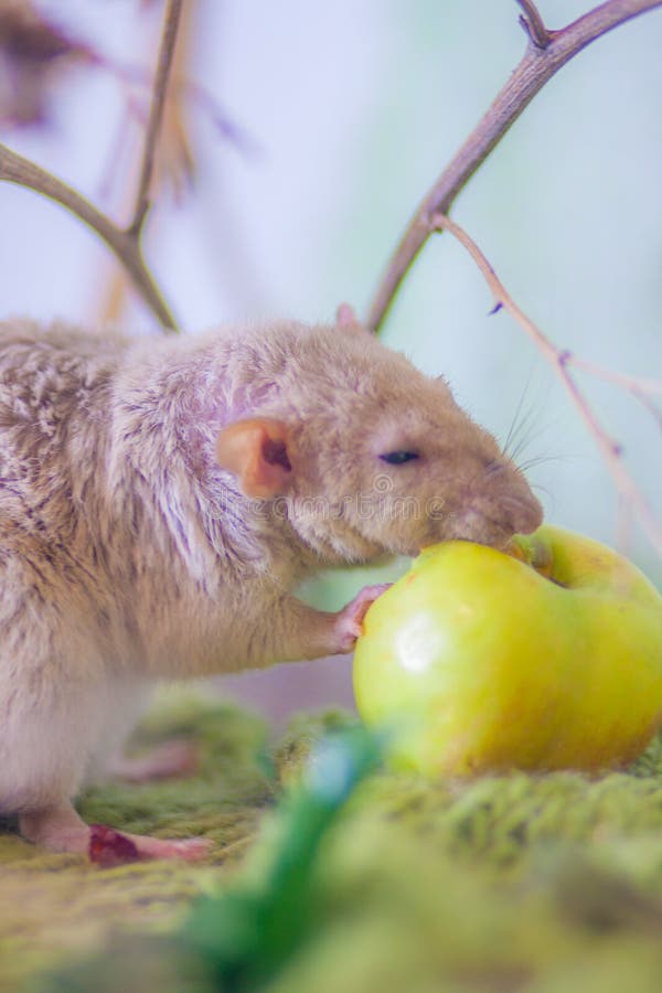 La consommation du rat Grignotements beiges de souris Animal familier d?coratif image stock La consommation du rat Grignotements beiges de souris Animal familier d?coratif image stock