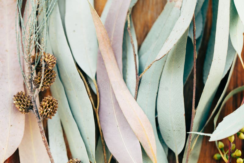 Impression botanique, feuilles d'eucalyptus en gros plan images libres de droits
