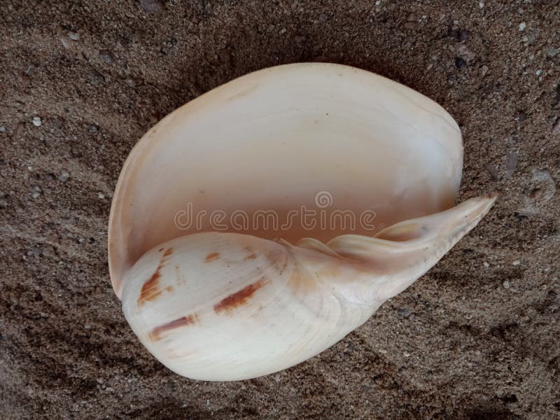 La coquille de mer sur le sable a donné au papier peint une consistance rugueuse de fond, plage Océan photo stock La coquille de mer sur le sable a donné au papier peint une consistance rugueuse de fond, plage Océan photo stock