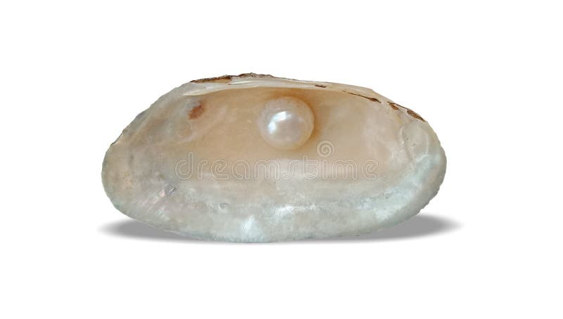 La coquille et la perle de mer avec le fond blanc wallpaper, images libres de droits La coquille et la perle de mer avec le fond blanc wallpaper, images libres de droits