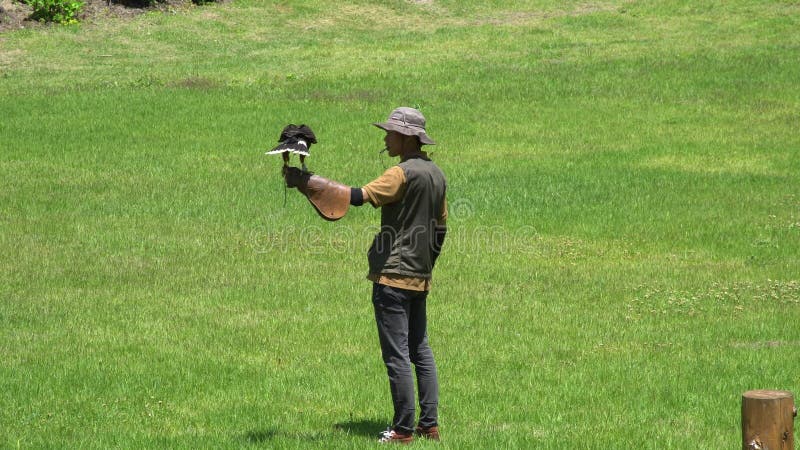 LA COREA DEL SUD - 28 MAGGIO 2018: Falconiere Training Harris Hawk sul campo
