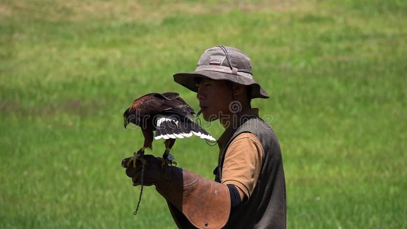 LA COREA DEL SUD - 28 MAGGIO 2018: Unicinctus di Parabuteo dell'uccello del falco del ` s di Training Harris del falconiere sul c