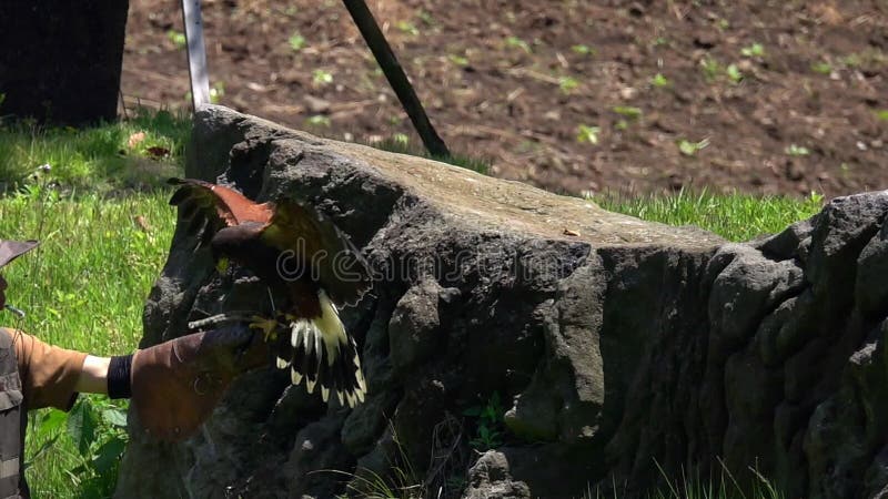 LA COREA DEL SUD - 28 MAGGIO 2018: Unicinctus di Parabuteo dell'uccello del falco del ` s di Training Harris del falconiere sul c