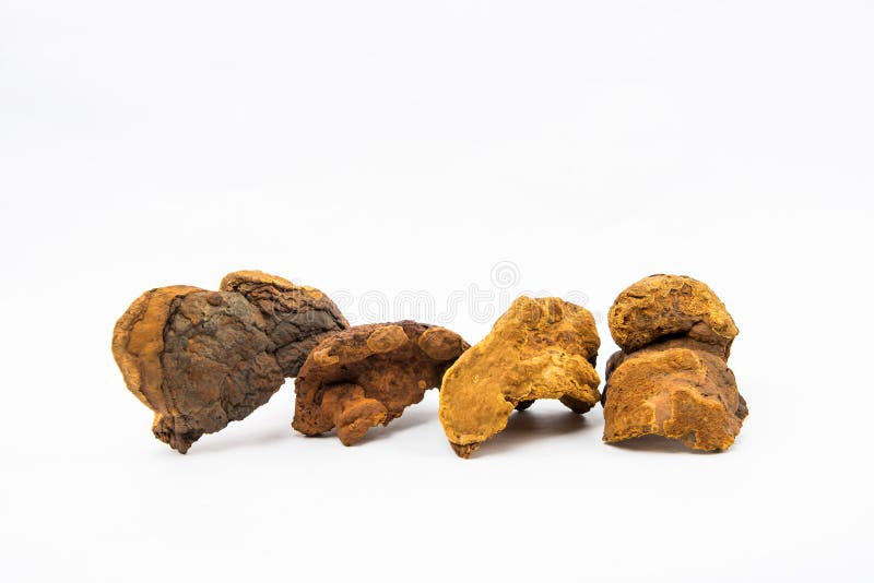 La Corea del Sud Phellinus fotografia stock La Corea del Sud Phellinus fotografia stock
