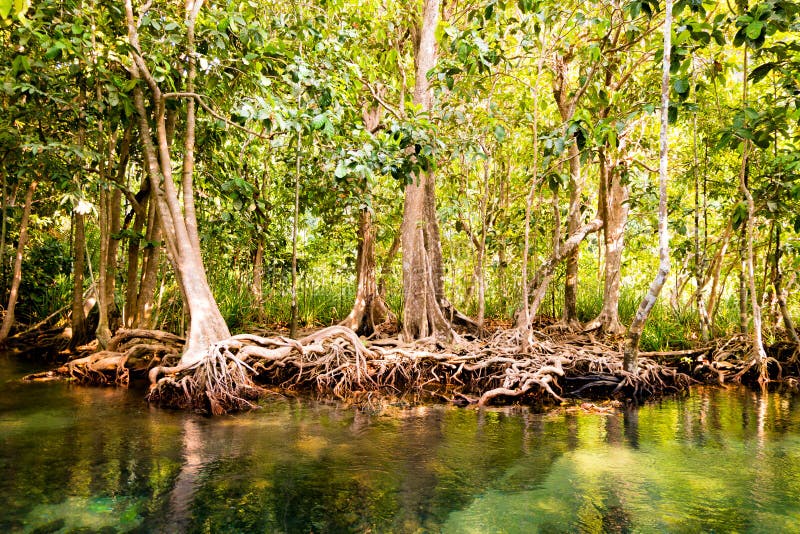 La corrente del cristallo e della radice. d'acqua dolce incontra l'acqua di mare dalla foresta della mangrovia, Krabi, Tailandia immagini stock libere da diritti La corrente del cristallo e della radice. d'acqua dolce incontra l'acqua di mare dalla foresta della mangrovia, Krabi, Tailandia immagini stock libere da diritti