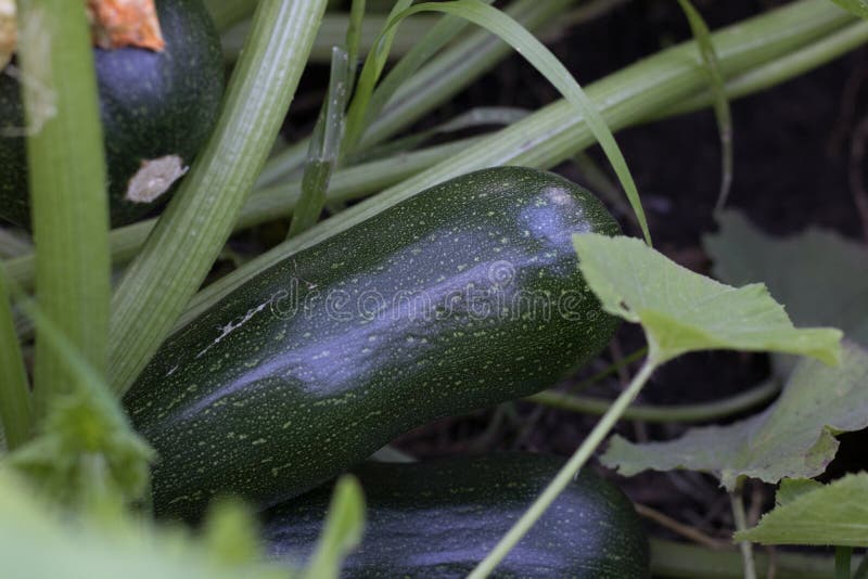 La courgette en gros plan se développent dans les lits dans le jardin photographie stock La courgette en gros plan se développent dans les lits dans le jardin photographie stock
