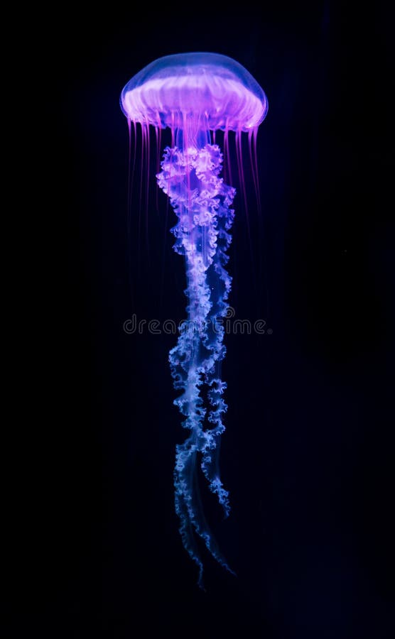 The Purple-striped Jellyfish Chrysaora colorata isolated on black background. The Purple-striped Jellyfish Chrysaora colorata isolated on black background