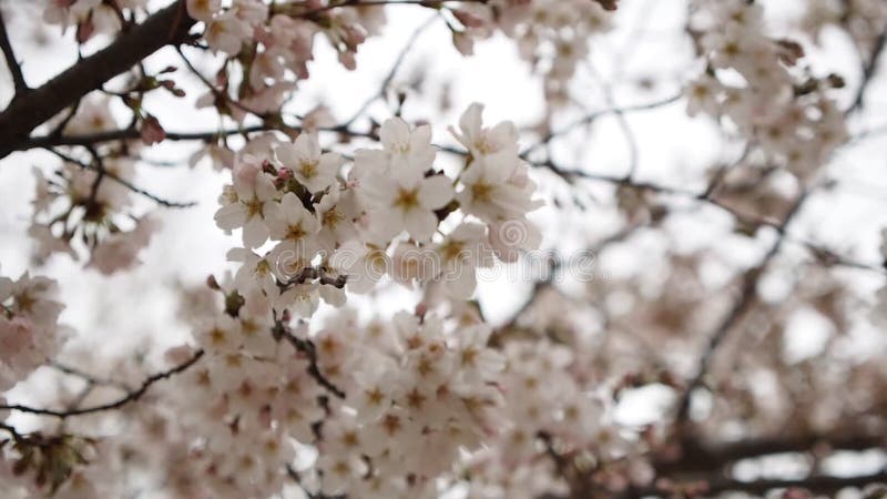 La cuisson tirée de l'arbre de fleurs de cerisier fleurit la saison banque de vidéos