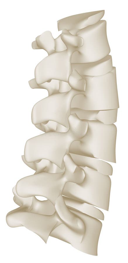 La curva lombare della spina dorsale umana