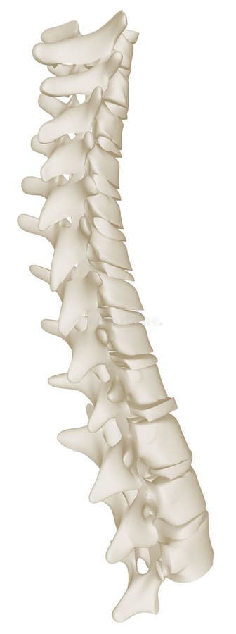 La curva toracica della spina dorsale umana