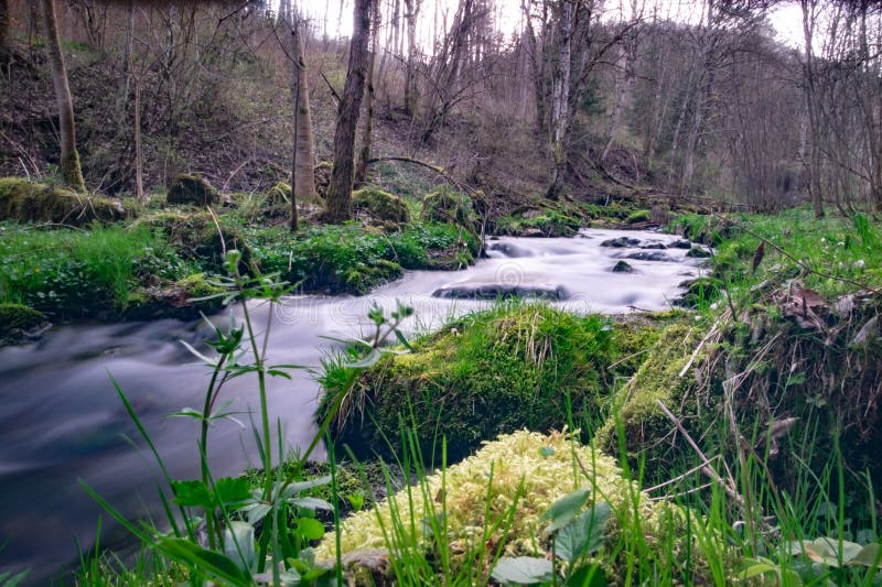 La cámara captura una vista serena de un flujo que fluye a través de un bosque denso. Los arroyos despejan los vientos de agua espumosos que se abren a través del bosque, creando olas suaves y reflejando la vegetación de los alrededores. árboles altos con vegetación exuberante bordean sus ramas creando un toldo natural. el suelo del bosque está cubierto por una rica capa de musgos caídos y un maleza que añade a las escenas una belleza tranquila e intacta. filtros de luz solar a través de las hojas que arrojan luz desplegada y sombras sobre el agua y el suelo forestal. la imagen general transmite una sensación de paz y armonía natural, destacando la presencia relajante del arroyo dentro del bosque verde.