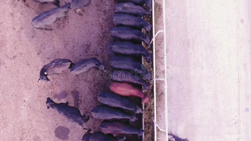 La cámara de Quadcopter muestra proceso de alimentación del ganado negro en corral grande en granja