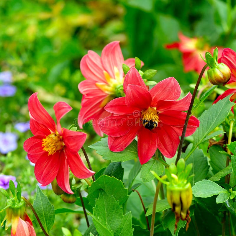La dalia, manosea la abeja en una flor Céntrese lo en las flores bajo imágenes de archivo libres de regalías La dalia, manosea la abeja en una flor Céntrese lo en las flores bajo imágenes de archivo libres de regalías