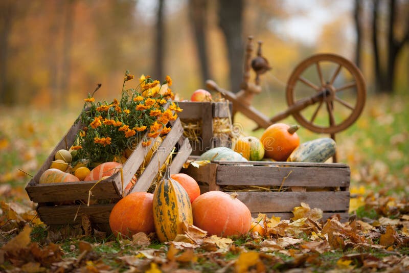 La decoración de otoño en el jardÃn. Calabazas y marismas vegetales yacen en una caja de madera sobre fondo otoñal. Hora del o imagenes de archivo La decoración de otoño en el jardÃn. Calabazas y marismas vegetales yacen en una caja de madera sobre fondo otoñal. Hora del o imagenes de archivo