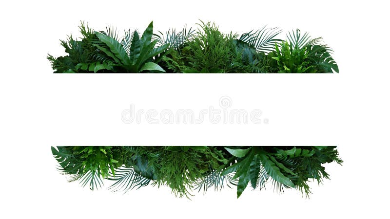 Green leaves nature frame layout of tropical plants bush Monstera, palm, fern, rubber plant, pine, birds nest fern foliage floral arrangement on white background with clipping path. Green leaves nature frame layout of tropical plants bush Monstera, palm, fern, rubber plant, pine, birds nest fern foliage floral arrangement on white background with clipping path.