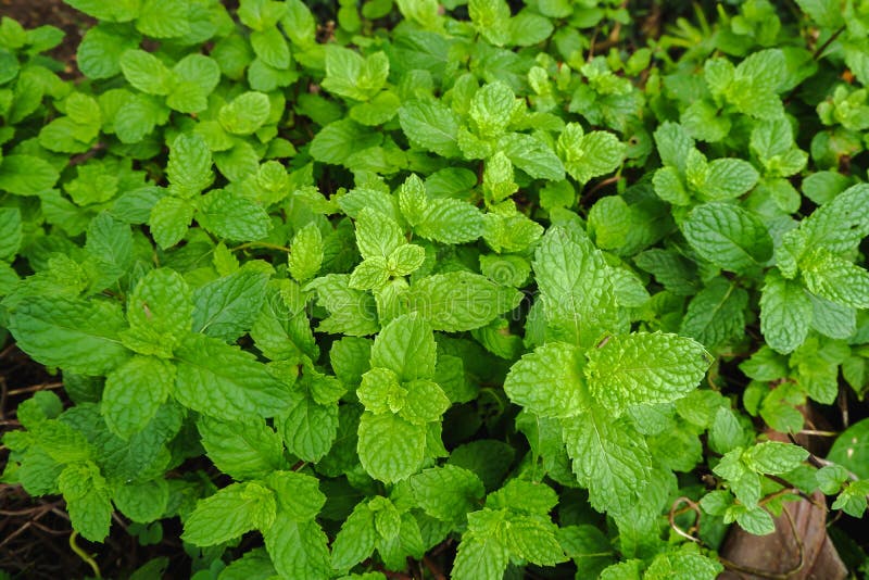 La disposizione piana di vista superiore delle foglie verdi di mentha longifolia della menta ha strutturato fotografia stock La disposizione piana di vista superiore delle foglie verdi di mentha longifolia della menta ha strutturato fotografia stock