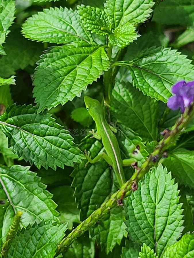 La dissimulation anole vert photos libres de droits