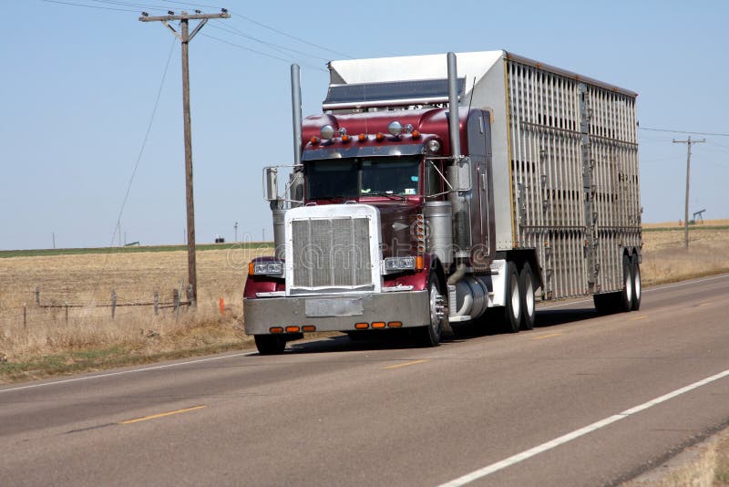 One of many cattle trucks used in Texas to move cows. One of many cattle trucks used in Texas to move cows