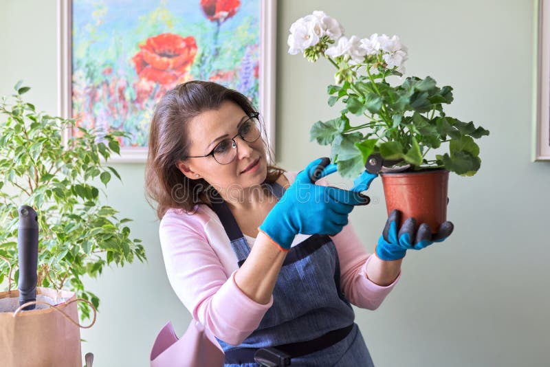 Woman caring for flower in pot at home, removes secateurs leaves. Hobby and leisure, home gardening, houseplant, urban jungle, potted friends concept. Woman caring for flower in pot at home, removes secateurs leaves. Hobby and leisure, home gardening, houseplant, urban jungle, potted friends concept