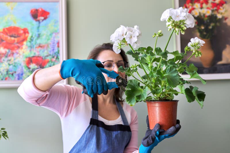 Woman caring for flower in pot at home, removes secateurs leaves. Hobby and leisure, home gardening, houseplant, urban jungle, potted friends concept. Woman caring for flower in pot at home, removes secateurs leaves. Hobby and leisure, home gardening, houseplant, urban jungle, potted friends concept