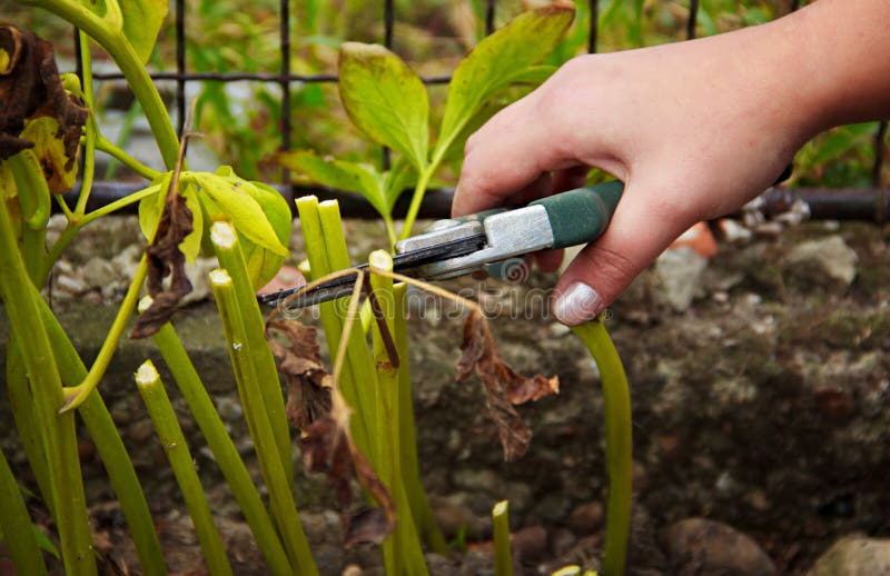 La donna del giardino sta facendo Autumn Garden Work immagine stock La donna del giardino sta facendo Autumn Garden Work immagine stock