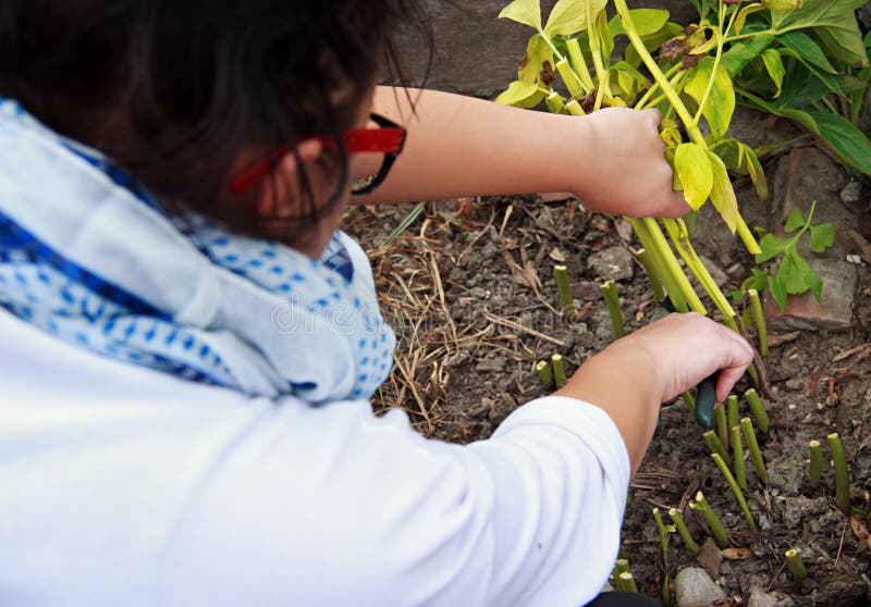La donna del giardino sta facendo Autumn Garden Work fotografia stock libera da diritti La donna del giardino sta facendo Autumn Garden Work fotografia stock libera da diritti