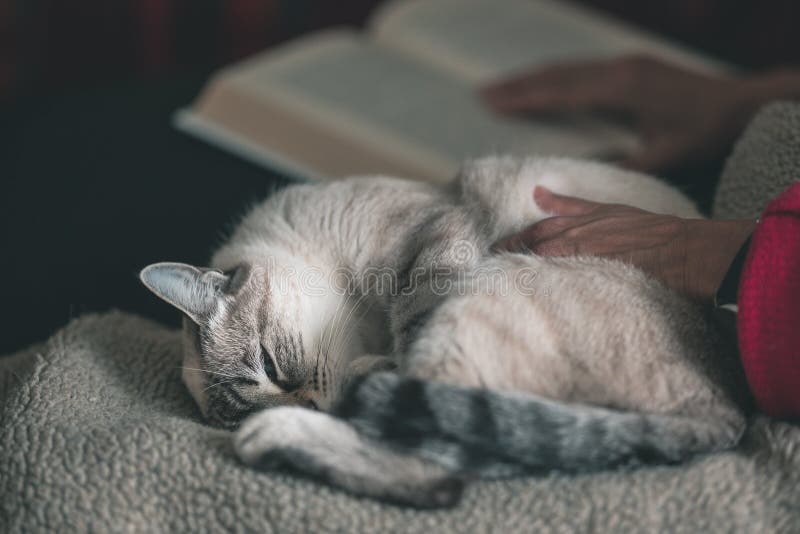 La donna legge il libro che stringe a sé il gatto domestico che si trova dal lato Fuoco selettivo sul gatto, fine su Immagine ton immagini stock La donna legge il libro che stringe a sé il gatto domestico che si trova dal lato Fuoco selettivo sul gatto, fine su Immagine ton immagini stock