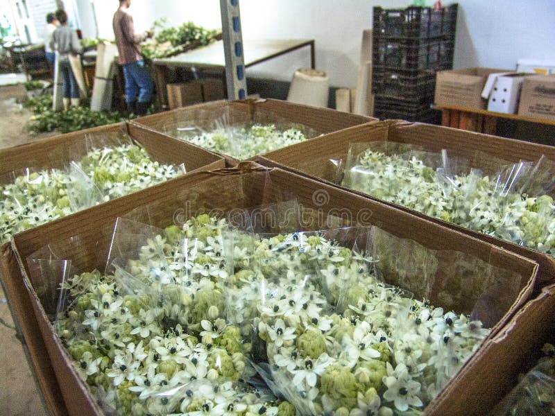 La donna prepara ed imballa i fiori immagine stock libera da diritti La donna prepara ed imballa i fiori immagine stock libera da diritti