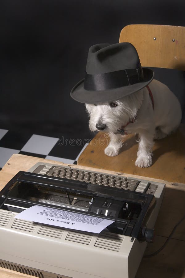 White West Highland Terrier with a man's hat on sitting a chair in front of a typewriter. White West Highland Terrier with a man's hat on sitting a chair in front of a typewriter