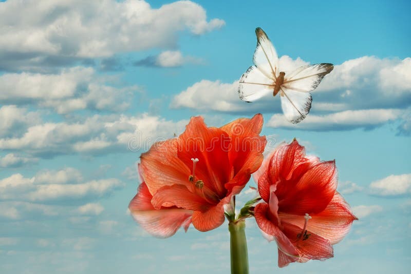 La Enorme Flor De Amarilis Roja Y Una Mariposa Decorativa Llamativa Sobre  Un Fondo De Cielo Azul Con Nubes. Foto de archivo - Imagen de apasionado,  planta: 178858832