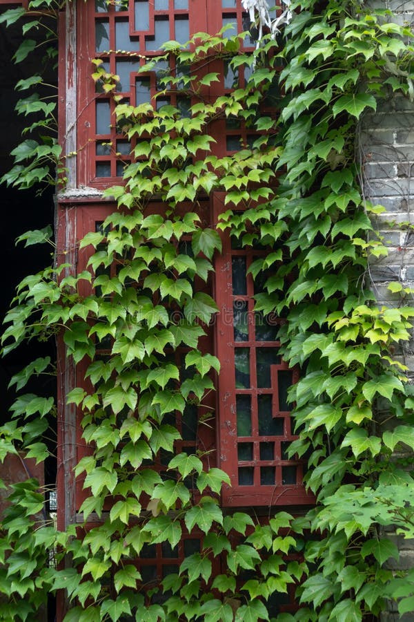 The epidermis of the Parthenocissus is densely covered in summer. It often climbs on walls and rocks. It is suitable for planting house walls, walls, garden entrance, bridgehead stone and so on. It can be used for greening house walls, parks and rocks. It can beautify the environment and cool down, regulate the air and reduce noise. The epidermis of the Parthenocissus is densely covered in summer. It often climbs on walls and rocks. It is suitable for planting house walls, walls, garden entrance, bridgehead stone and so on. It can be used for greening house walls, parks and rocks. It can beautify the environment and cool down, regulate the air and reduce noise.