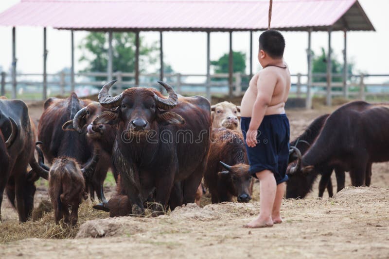 La escena tradicional rural de Tailandia, búfalos reúne ser tendido por el muchacho tailandés del pastor del granjero en la granj imágenes de archivo libres de regalías La escena tradicional rural de Tailandia, búfalos reúne ser tendido por el muchacho tailandés del pastor del granjero en la granj imágenes de archivo libres de regalías