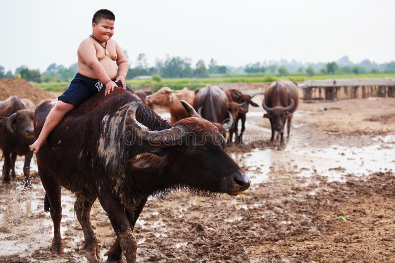 La escena tradicional rural de Tailandia, muchacho tailandés del pastor del granjero está montando un búfalo, tendiendo búfalos r fotos de archivo La escena tradicional rural de Tailandia, muchacho tailandés del pastor del granjero está montando un búfalo, tendiendo búfalos r fotos de archivo