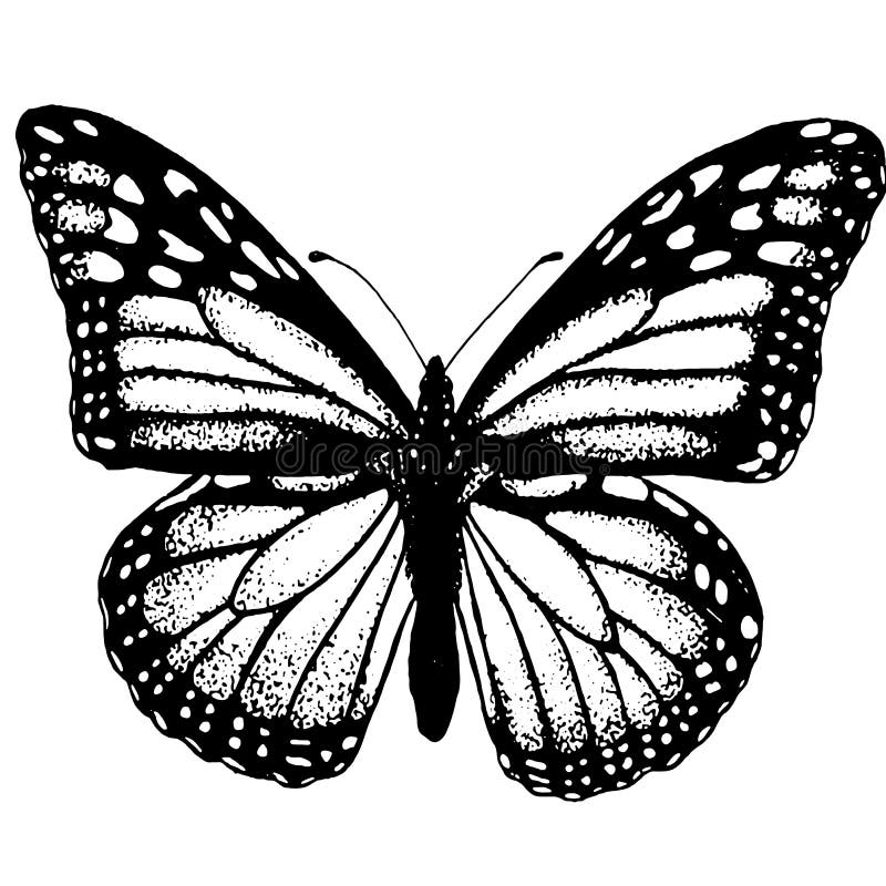 Joseph Banks China De este modo La Estructura Del Tatuaje Del Bosquejo De La Mariposa Ilustración del  Vector - Ilustración de detalle, cubo: 92602480