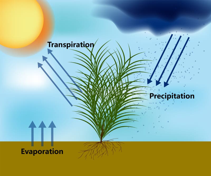 La Evapotranspiración Y El Ciclo Del Agua. Evaporación Y Transpiración De  Precipitaciones Stock de ilustración - Ilustración de ambiente, ciencia:  202016839