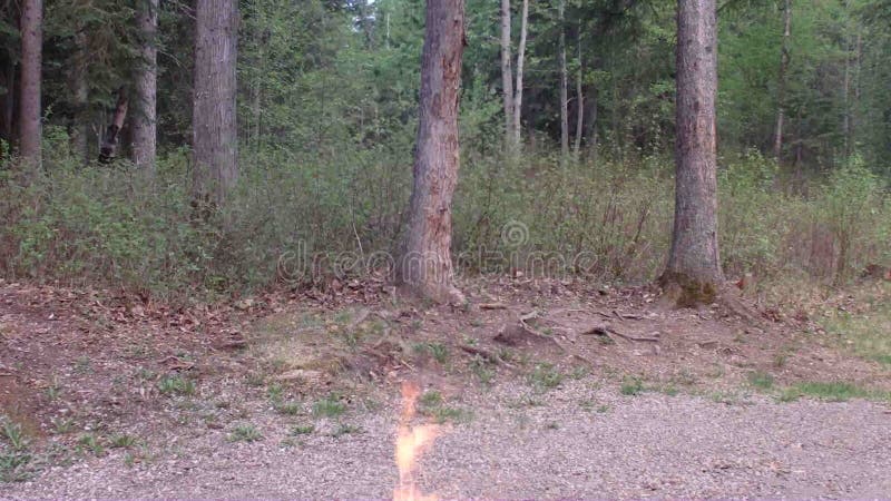 La extremidad de una hoguera en un bosque