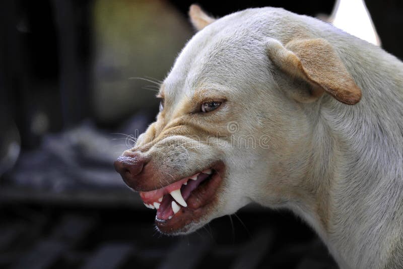 La faccia di un cane feroce si vede masticare e la lingua
