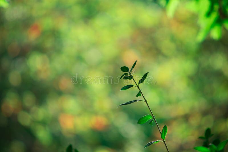 La falta de definición del verde sale del modelo para el concepto de verano o de estación de primavera textura del bokeh del fond fotografía de archivo La falta de definición del verde sale del modelo para el concepto de verano o de estación de primavera textura del bokeh del fond fotografía de archivo