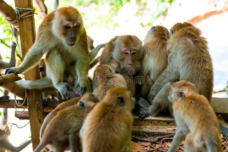 La famiglia amichevole delle scimmie è tenuta insieme fotografie stock La famiglia amichevole delle scimmie è tenuta insieme fotografie stock