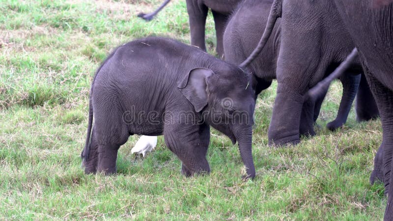 La familia de elefante del bebé come la hierba cerca de padres