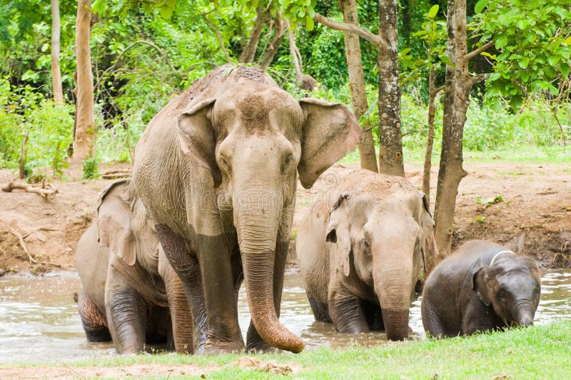 La familia de elefante en el bosque fotografía de archivo La familia de elefante en el bosque fotografía de archivo