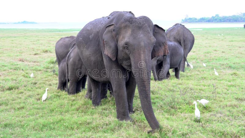 La familia de elefantes con el bebé come la hierba con las garcetas alrededor