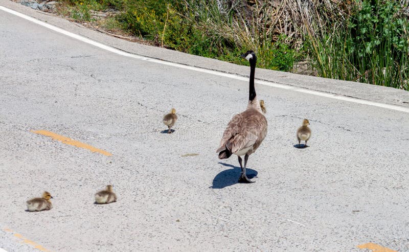 La famille d'oie du Canada croisant les oisons de la route 2 décident de s'arrêter et se reposer image libre de droits La famille d'oie du Canada croisant les oisons de la route 2 décident de s'arrêter et se reposer image libre de droits