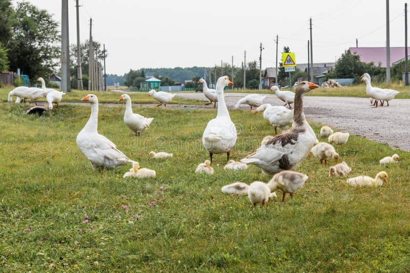 La famille d'oie marche par la rue de village Les adultes gardent des bébés image libre de droits La famille d'oie marche par la rue de village Les adultes gardent des bébés image libre de droits