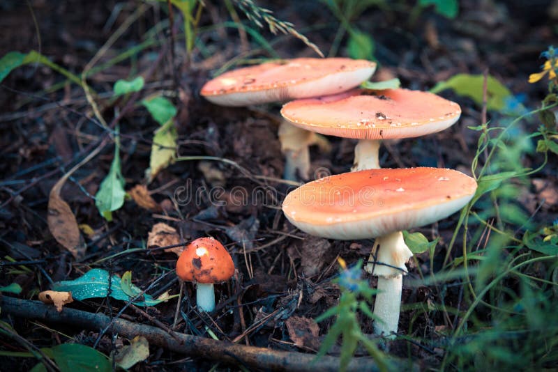 La famille de champignon dans la forêt tropicale images libres de droits La famille de champignon dans la forêt tropicale images libres de droits