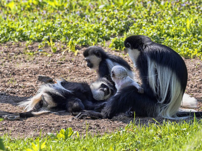 la famille a enveloppé le guereza, guereza de Colobus, avec un bébé coloré par blanc images libres de droits la famille a enveloppé le guereza, guereza de Colobus, avec un bébé coloré par blanc images libres de droits