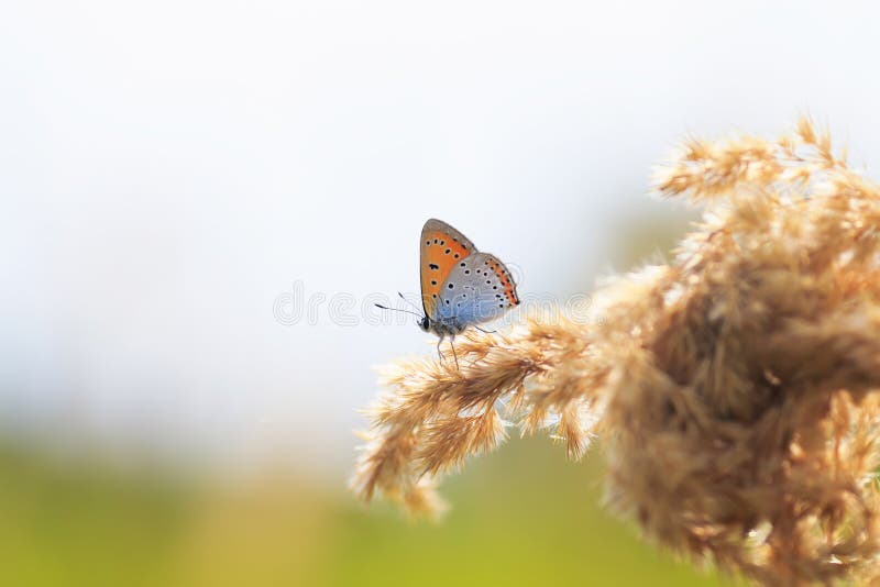 La farfalla arancio luminosa si siede sul campo dell'estate con il fea dell'erba fotografie stock La farfalla arancio luminosa si siede sul campo dell'estate con il fea dell'erba fotografie stock