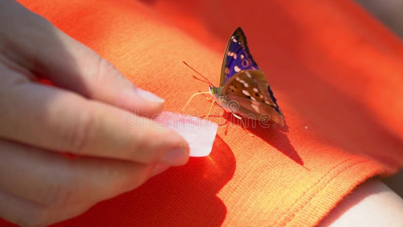 La farfalla beve l'acqua dalle mani femminili, una seduta di riposo della farfalla sulle gambe del ` una s della ragazza