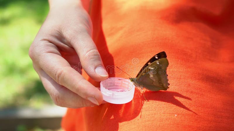 La farfalla beve l'acqua dalle mani femminili, una seduta di riposo della farfalla sulle gambe del ` una s della ragazza